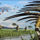 Artist’s impression of Bajadasaurus pronuspinax, a newly discovered sauropod dinosaur from South America.